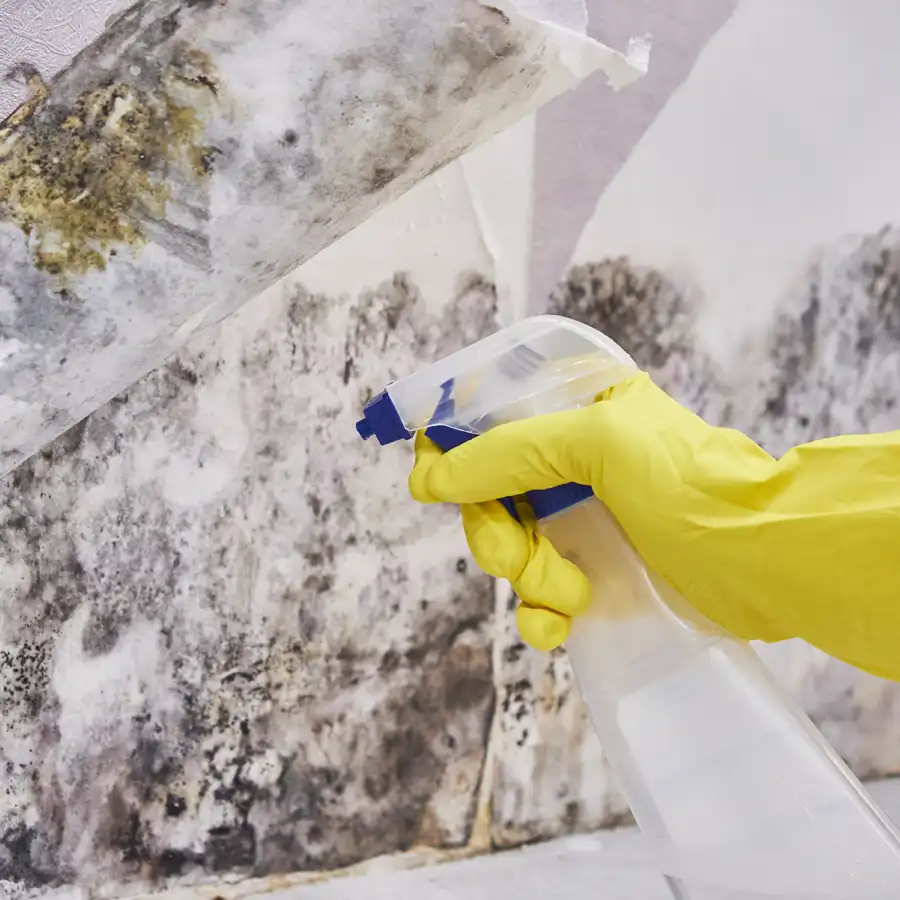 Mold remediation